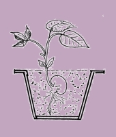 L1-The Sprouting Bean