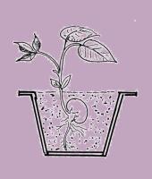 L1-The Sprouting Bean L1-The Sprouting Bean
